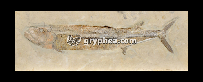 Eubiodectes libanotica (Poisson fossile, Liban) - gryphea.com